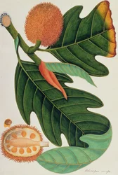 Trab ou Artocarpus incesses, de Dessins de Plantes de Malacca, c.1805-18